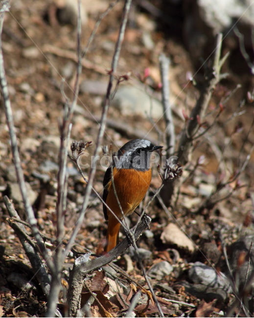 딱새수컷,딱새,새,야생동물,daurianredstart,작은새,동물,animal,조류,새,birds