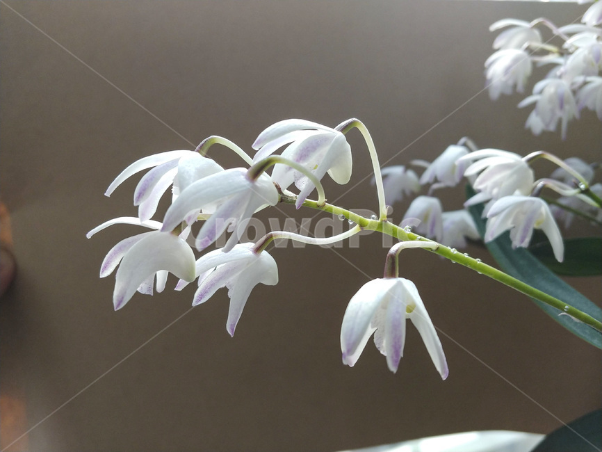 향기나는꽃,식물,꽃,난초,흰색,난꽃,꽃송이,원예,관상용,plants,nature,flower,식물,자연,plants,nature,꽃,flower
