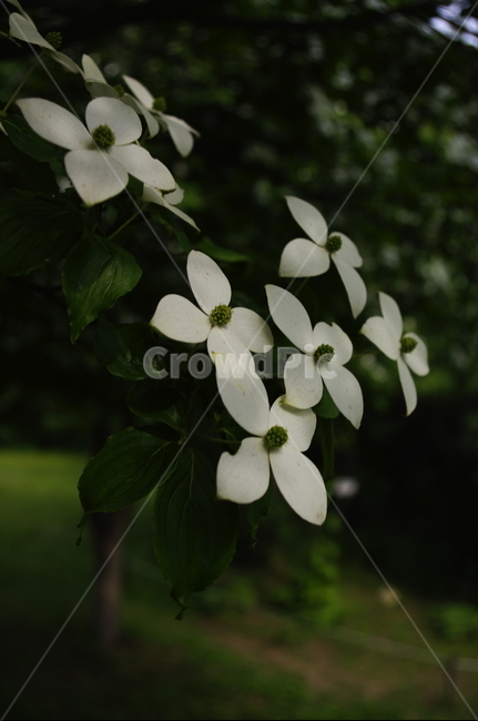 산딸나무,잎,꽃,flower,식물,plant,자연,nature,식물,자연,plants,nature,꽃,flower