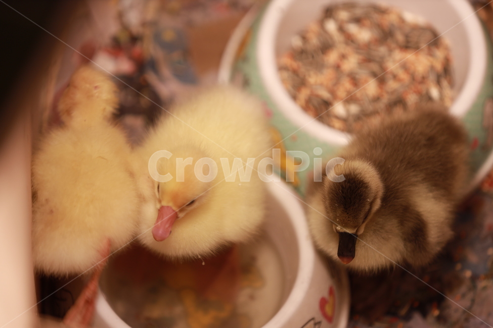 거위,부화,달걀,병아리,생명,동물,animal,조류,새,birds