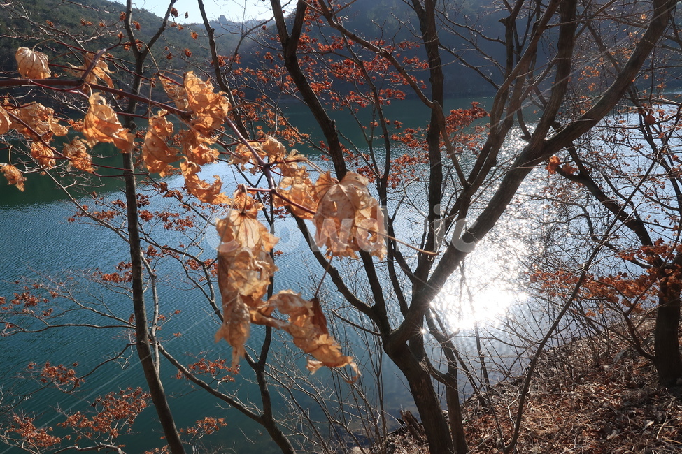 단풍,겨울,자연,물,물반사,햇빛,식물,자연,plants,nature,나무,trees,wood