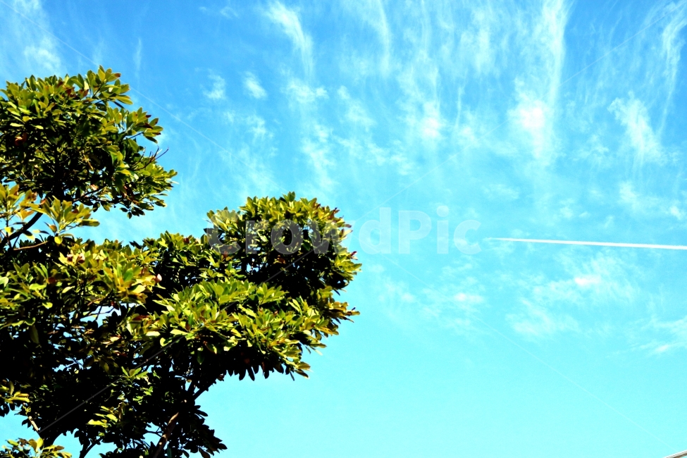 나무,하늘,자연,색감,구름,자연,풍경,nature,landscape,leaf,잎,plant,식물,tree