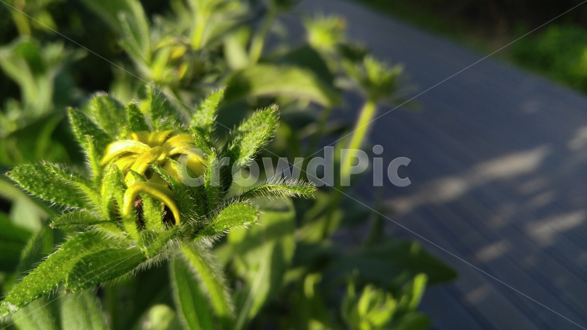 루드베키아,꽃,노란꽃,식물,노랑색,녹색,배경,감성,계절,ludvechia,flower,yellowflower,flant,yellow,green,background,emotional,season