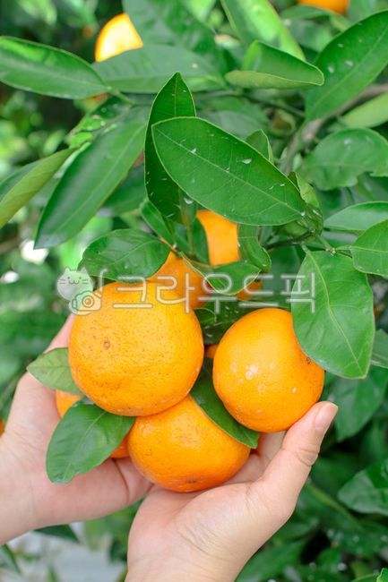 감귤류과일, orange, 주황색, 과일, 제주도귤, 사진,이미지,일러스트,캘리그라피 - elisha작가