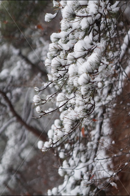 용봉산,겨울,눈,풍경,소나무,눈송이,겨울,계절,winter,season,식물,자연,plants,nature