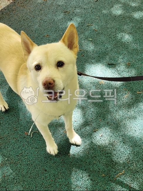 개,동물,진돗개,dog,애완동물