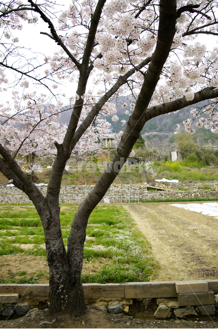 벚꽃,나무,꽃,봄,식물,flower,plant,봄,계절,spring,season,식물,자연,plants,nature,나무,trees,wood,tree
