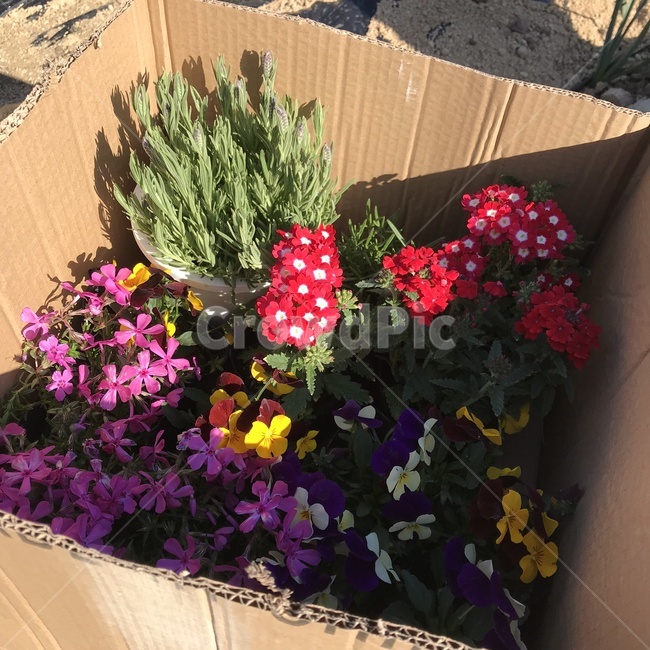 plant,식물,flower,꽃,blossom,식물,자연,plants,nature,꽃,flower