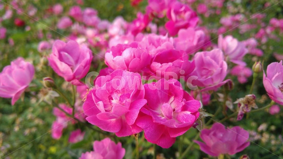 장미,꽃,분홍장미,분홍색,녹색,식물,배경,감성,계절,rose,flower,pinkroses,pink,green,plants,background,emotional,season