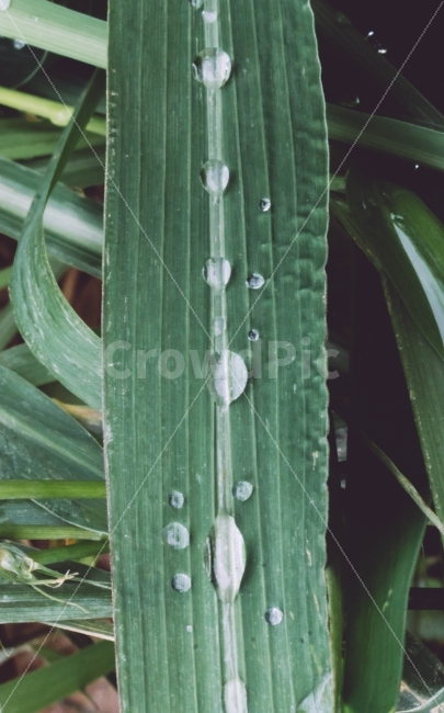 물방울,풀잎,잎사귀,물,이슬,식물,자연,plants,nature