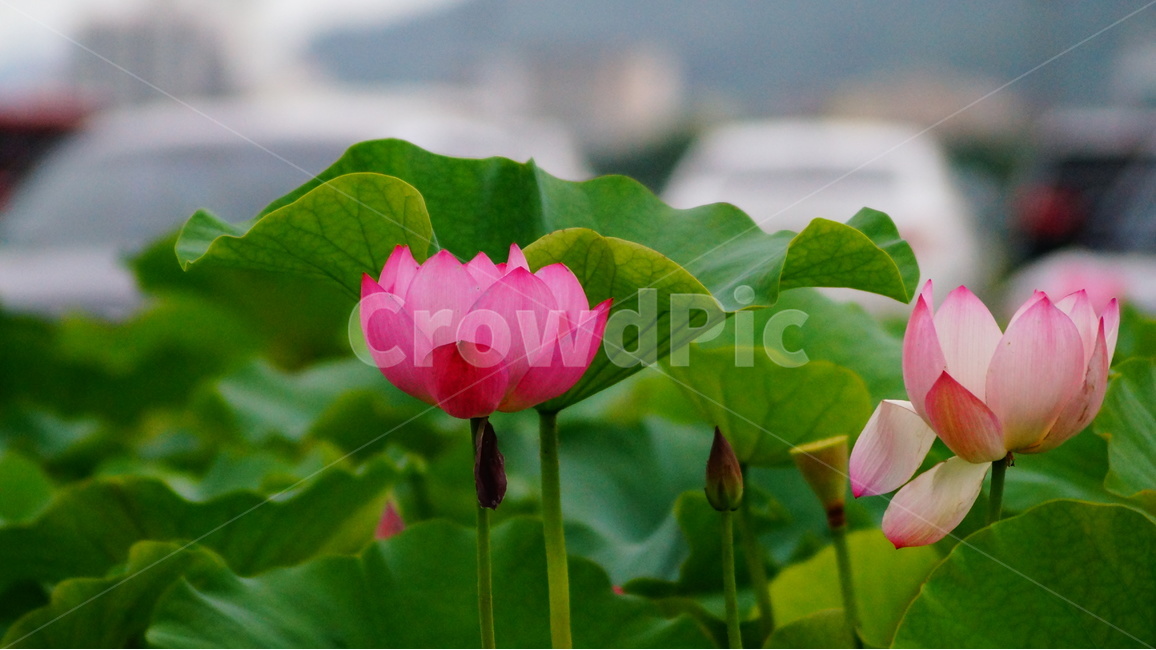 연꽃,꽃,꽃사진,식물,자연,식물,자연,plants,nature,꽃,flower
