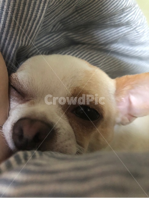 치와와,chihuahua,애완견,강아지,개,pet,포유류,animal,동물,animal,포유류,mammal,개,강아지,dog,doggy
