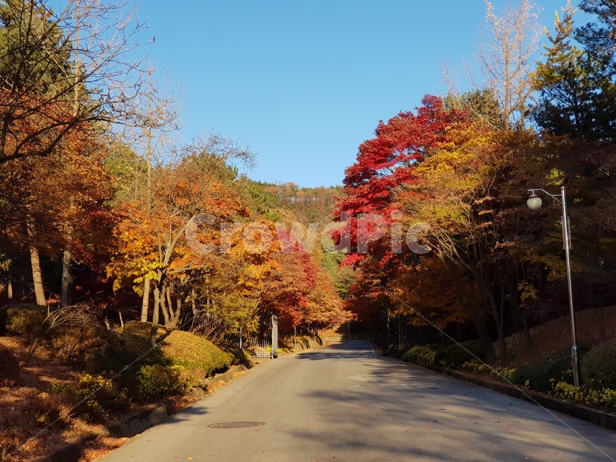 청남대단풍,단풍,청남대가을,가을청남대,대청호단풍,가을대청호,단풍나무,가을단풍,가을,단풍잎