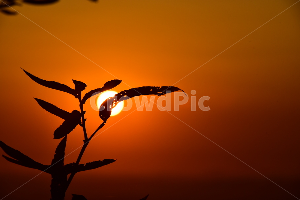 일몰,해넘이,노을,태양,해,해지기,저녁,저녁노을,sunset,sun,식물,자연,plants,nature,실루엣,그림자,silhouette,shadow