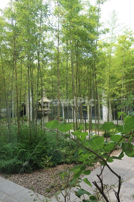 대나무,대나무숲,정원,공원,풍경,휴식,쉼,분위기,조경,조성,자연,풍경,nature,landscape,tree,나무,plant,식물,vegetation,초목