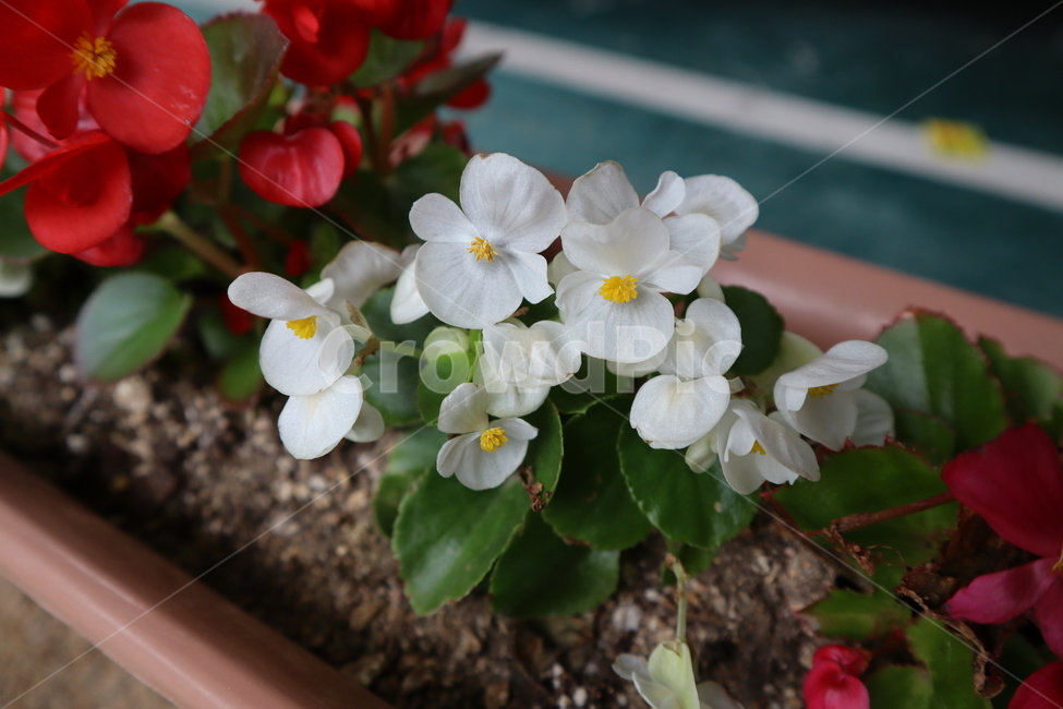 길꽃,꽃,베고니아,하얀꽃,봄꽃,flower,식물,자연,plants,nature,꽃,flower