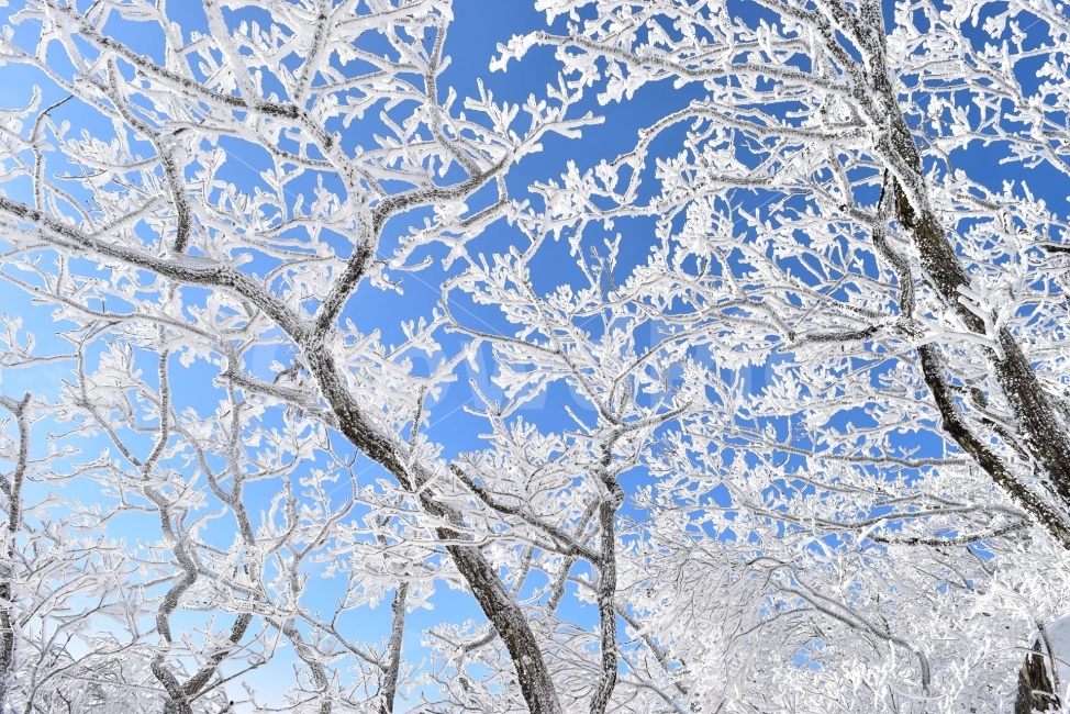 소백산,눈꽃풍경,상고대,겨울풍경,국립공원,겨울동화,눈풍경,파란하늘,100대명산,겨울명산,설경,서리꽃,영동,snow,landscape,자연,풍경,nature,landscape,겨울,계절,winter,season,outdoors,옥외,frost,서리,눈