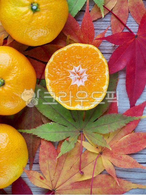 귤,제주감귤,제주도특산품,감귤,과일,제주도,노랑,음식,배경,tangerine,jejutangerine,jejuislandspecialties,fruit,jejuisland,yellow,food,background,citrusfruit,감귤류과일,식물,가을,단풍잎,잎사귀,autumn,mapleleaf,leaf