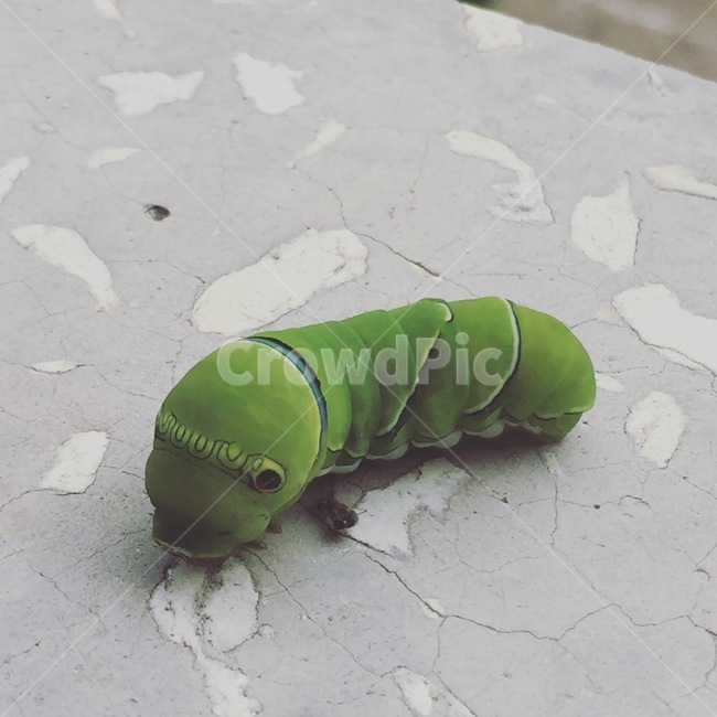 호랑나비애벌레,범나비벌레,애벌레,larva,caterpillar