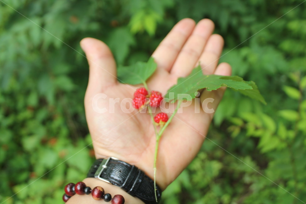산딸기,여름,관악산,자연,관악산산딸기