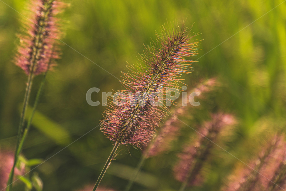 grass,plant,식물,lawn,잔디,강아지풀,가을,식물,자연,plants,nature