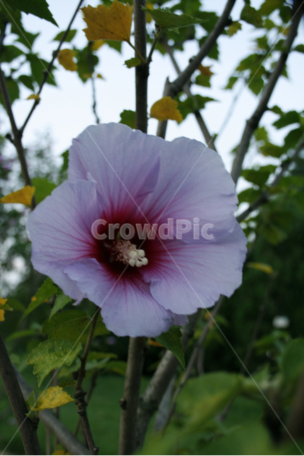 무궁화,식물,flower,plants,nature,꽃,꽃봉오리,식물,자연,plants,nature,꽃,flower