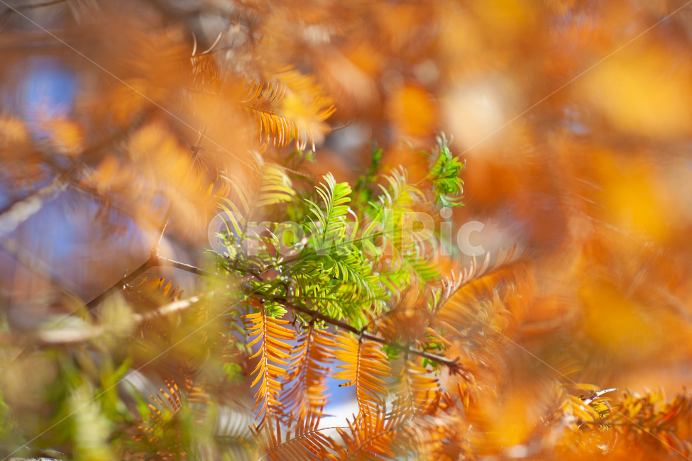 metasequoia,메타세콰이어,나무,식물,tree,가을
