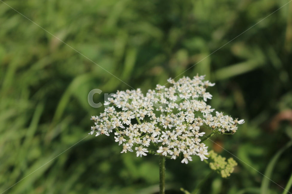 식물,flower,꽃,plant,blossom,풀