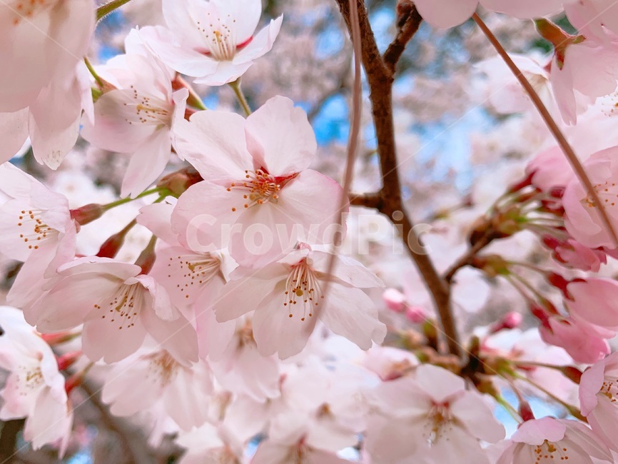 봄,벚꽃,분홍,flower,근접촬영