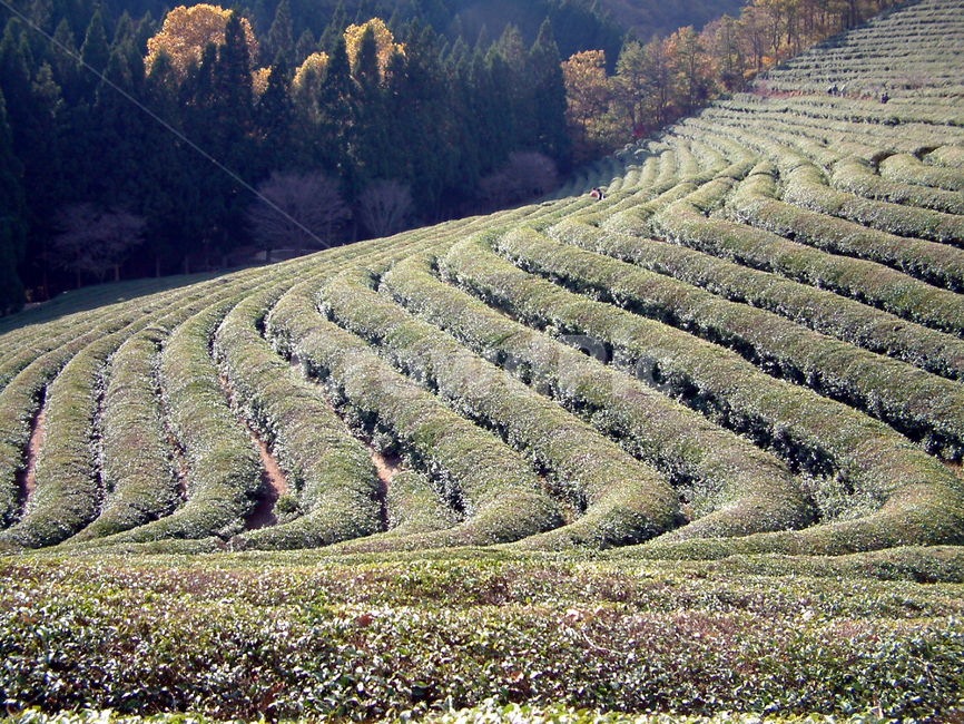 보성,녹차,녹차밭,보성다원,보성녹차,녹색,greentea,농업,농사,agriculture,farming,farming industry