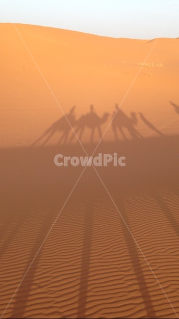 낙타그림자,낙타,그림자,사막,자연,camel,desert,shadow,camelshadow,nature,africa,아프리카