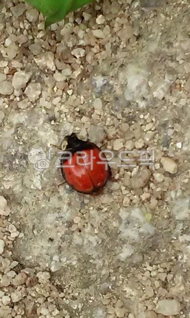 beetle,ladybird,insect,ladybug