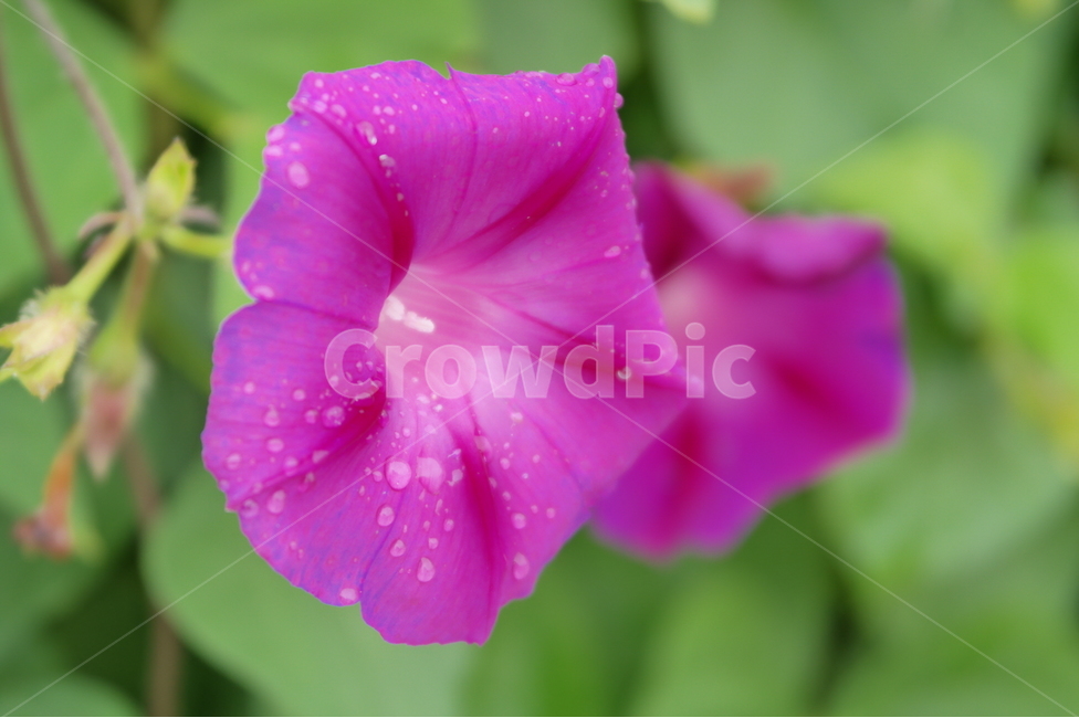 나팔꽃,자주색,통꽃,자주색꽃,빗방울,이슬,비에젖은,꽃,여름꽃,덩굴식물,purple,flower,blossom,plant,자연,green,초록,식물,식물,자연,plants,nature,꽃,flower