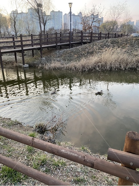water,물,호수,오리,자연,nature,운정호수공원