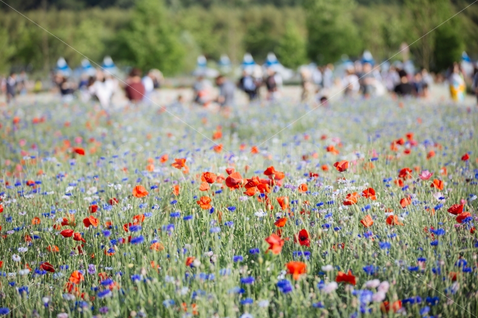 울산,태화강,수레국화,양귀비,꽃,자연,풍경,nature,landscape,식물,plants,꽃,flower,field,들,grassland,목초지,outdoors,옥외