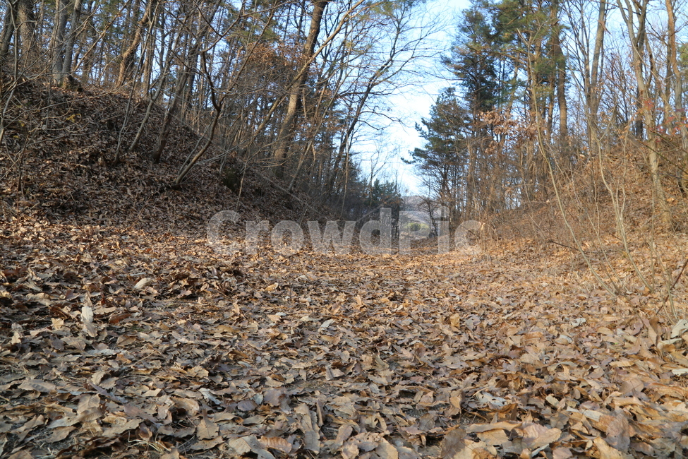 겨울,오후,시골길,낙엽,감성,자연,풍경,nature,landscape,ground,바닥