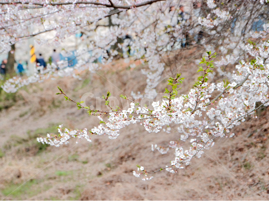 벚꽃,blossom,꽃,flower,cheeryblossom,자연,nature,flowers,풍경,outdoors