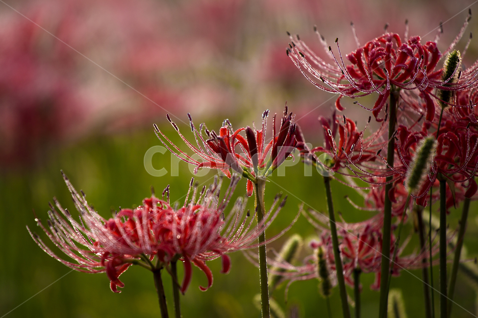 꽃무릇,빨강,이슬,redflowers,dew,꽃,상사화,아침,붉은,초록,flowers,가로,식물,자연,plants,nature,꽃,flower