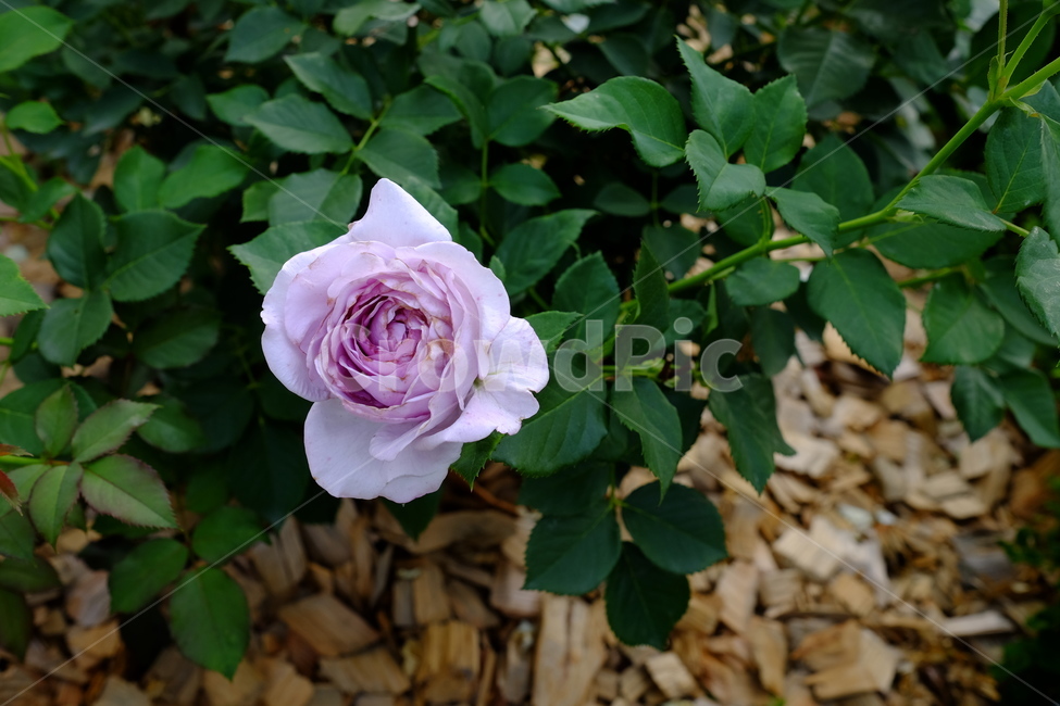 장미,꽃,장미꽃,보라색장미,식물,plant,blossom,flower,rose