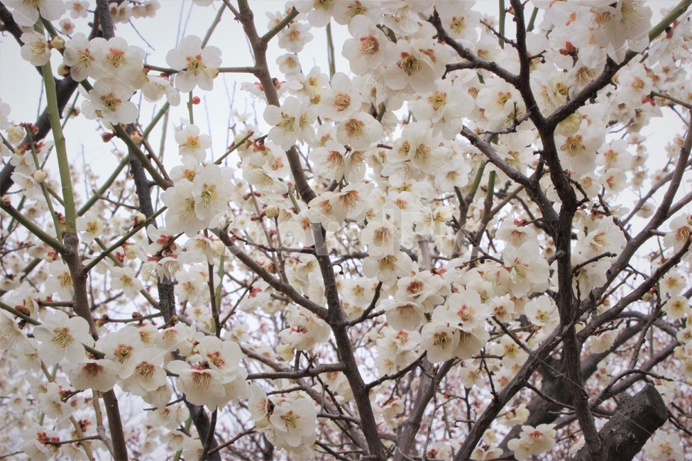벚꽃,식물,나무,봄,cherryblossom,spring,봄,계절,spring,season,plant,flower,꽃,blossom