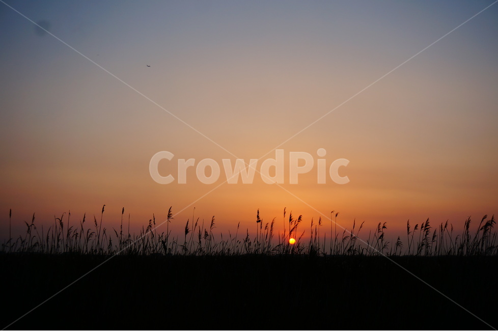 노을,일몰,해,갈대,갈대밭,풍경,자연,풍경,nature,landscape,grass,잔디,plant,식물,lawn