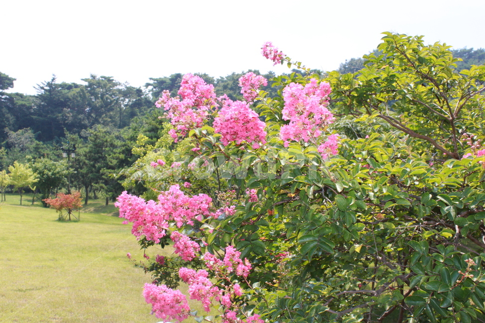 꽃,색감,자연,풍경,식물,식물,자연,plants,nature,꽃,flower