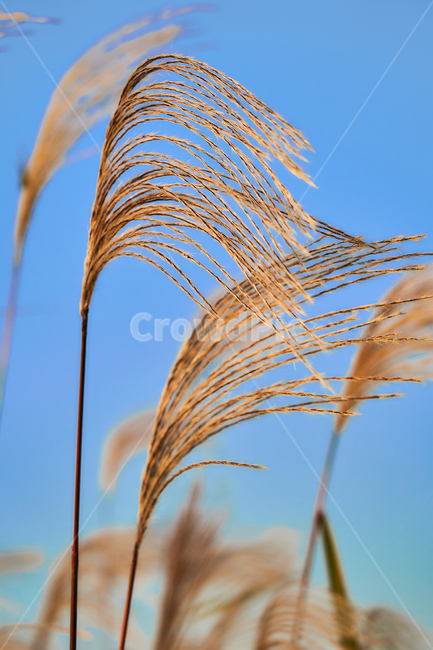 억새,하늘공원,하늘,여름,식물,자연,갈대,식물,자연,plants,nature
