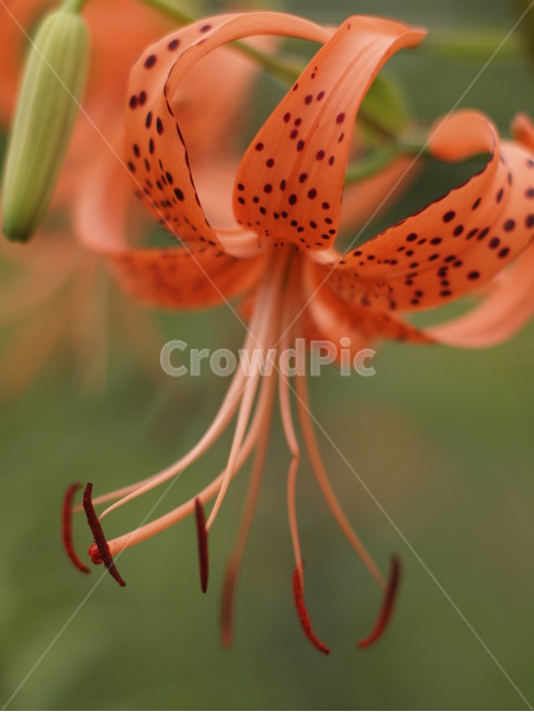 꽃,flower,식물,봄,plant,blossom,식물,자연,plants,nature