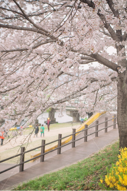 자연,풍경,벚꽃,봄꽃,식물,꽃,계절,season,봄,spring,cherryblossom,blossom,flowers,plant,나무,tree,봄,계절,spring,season,자연,풍경,nature,landscape,flower