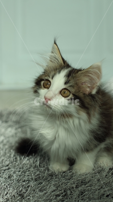 고양이,동물,아기고양이,노르웨이숲,냥이,애완동물,노르웨이숲고양이,동물,animal,포유류,mammal,고양이,cat,kitten,kitty