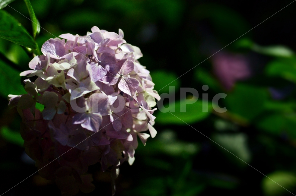 수국,꽃,아웃포커싱,자연,nature,bokeh,감성,flower,분홍색,outoffocus,색감,색깔,색상,color,pink,밤,식물,자연,plants,nature,꽃,flower