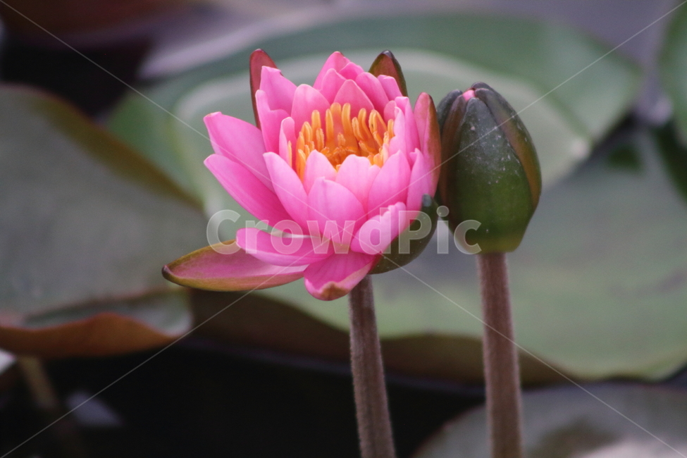 연,수련,꽃,식물,waterlily,식물,자연,plants,nature,꽃,flower