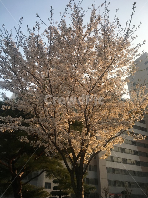 아파트,가로수,해질녘,벛꽃,감성,봄,계절,spring,season,식물,자연,plants,nature,나무,trees,wood,plant