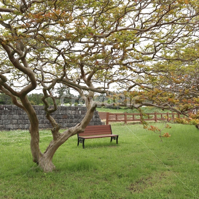 bench,벤치,tree,나무,plant,식물,공원,park,봄,여름